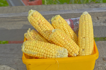 Ears of ripe corn © daryak