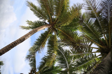 Obraz premium Cocos Island, Guam