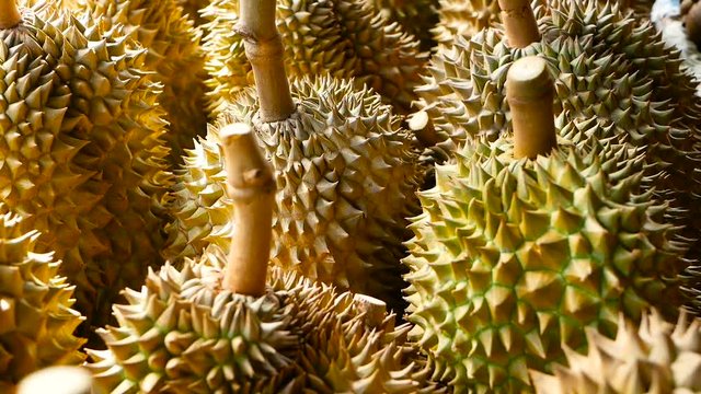 Asian king of fruits Durian is on the counter in the night market in Thailand. Durians are very large and the price is expensive. Exotic tropical fruit with green and prickly flesh has unusual taste.