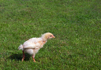 on the green grass walks a small chicken chicken thigh