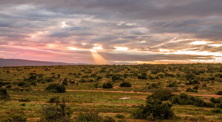 African landscape at sunrise in the Addo Elephant National Park Eastern Cape province South Africa