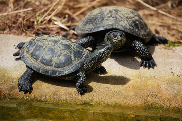 Obraz premium Żółw błotny (Emys orbicularis)
