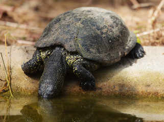 European pond turtle (Emys orbicularis)