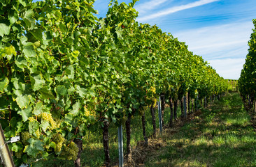 Weinanbau Rhein Pfalz