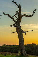 Tree with sunset background