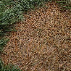 Dried pine needles texture background with border of green pine branches. Abstract pine needles fall pattern as background.