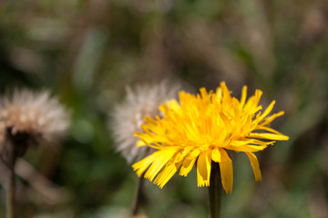 Soft yellow flower in rocks of High Tatras