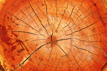 cross section on cherry tree stump