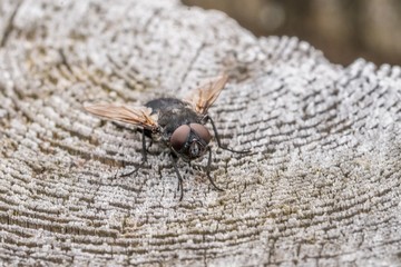 Nahaufnahme einer Stubenfliege auf einem Holzpfosten