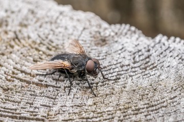 Nahaufnahme einer Stubenfliege auf einem Holzpfosten