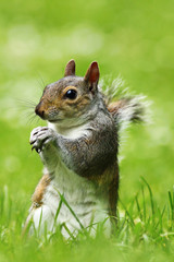 Obraz premium curious grey squirrel on lawn