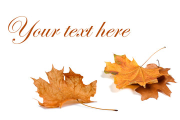Autumn maple leaves isolated on white background.
