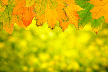 Autumn maple leaves  background.
