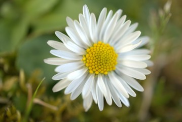 New Zealand Daisy flower