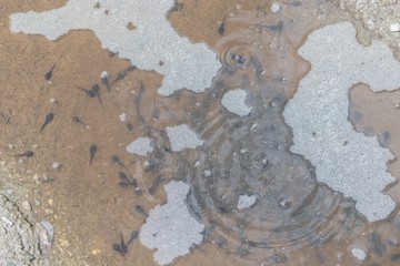 Kaulquappen in einer dreckigen Wasserpfütze 
