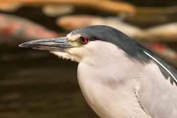 Black crowned night heron