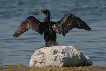 double-crested cormorant