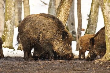 large wild boar in the woods