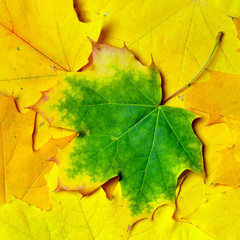 Autumn maple leaves isolated on white background.

