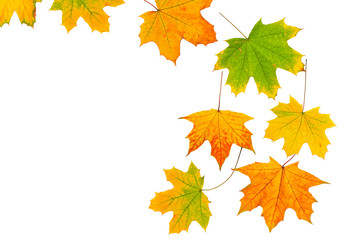 Naklejka na ściany i meble Background of autumn leaves isolated on white background. 