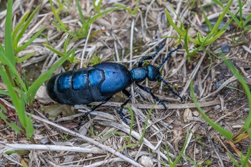 Schwarzblauer Ölkäfer in Österreich