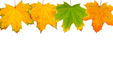 Naklejka na ściany i meble Background of autumn leaves isolated on white background. 