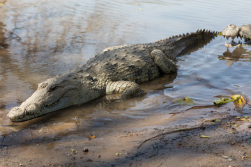 Sacred crocodile, Burkina Faso