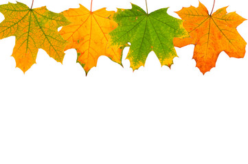 Set of autumn leaves isolated on white background.
