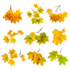 Set of autumn leaves isolated on white background.
