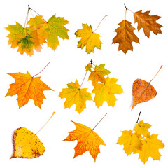 Set of autumn leaves isolated on white background.
