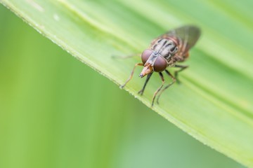 Nahaufnahme einer Fliege auf einem grünen Blatt