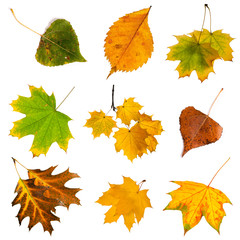 Set of autumn leaves isolated on white background.
