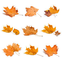 Set of autumn leaves isolated on white background.
