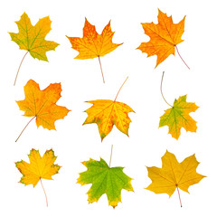 Naklejka na ściany i meble Set of autumn leaves isolated on white background. 