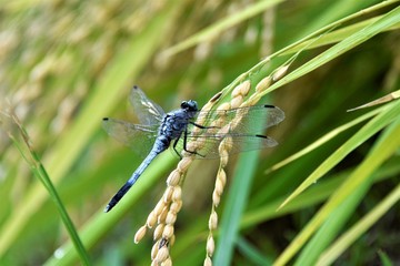 シオカラトンボ
