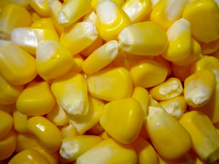 corn maize food healthy nature