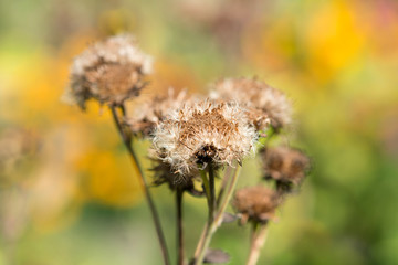 Dry, fallen flowers in autumn