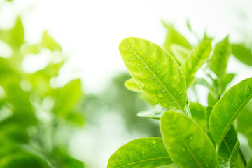 Fototapeta na wymiar Dew on Green leaves