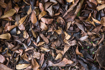 Dry leaves