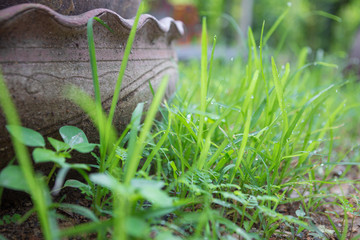 Green grass and dew