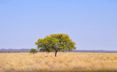 Umbrella Thorn Tree