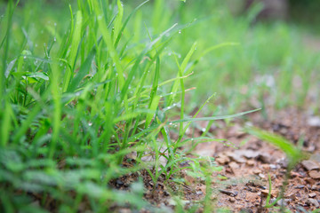 Green grass and dew