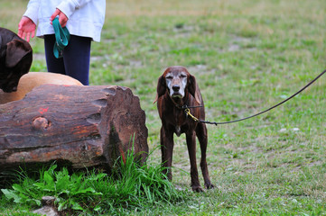Cane con fontana legno