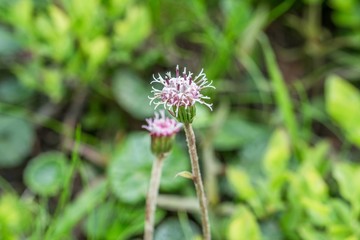 Blumenwiese im Naturpark Riedingtal Zederhaus, Österreich
