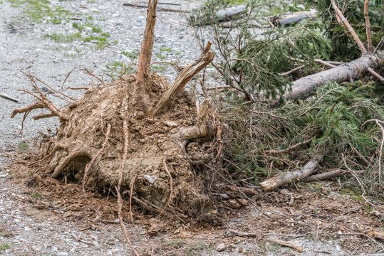 Entwurzelter Baum nach einem Erdrutsch, Österreich