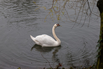 Obraz premium Swan in the lake