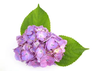 Gordijnen 紫陽花 © kyonnta