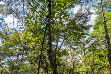 Obraz premium Błękitne niebo i drzewa w parku narodowym Bukhansan