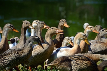 Enten