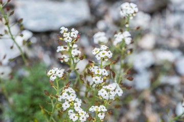 Blumenwiese im Naturpark Riedingtal Zederhaus, Österreich